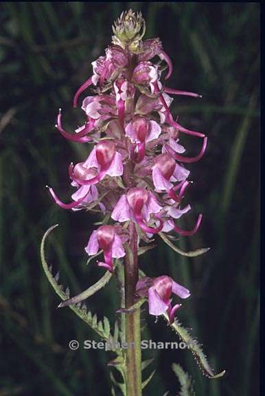 pedicularis groenlandica 2 graphic